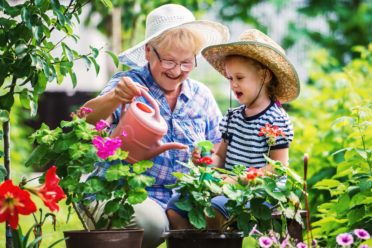 Gardening with a kids. Senior woman and her grandchild working in the garden with a plants.